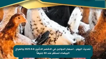 تحديث اليوم.. أسعار الدواجن في الأقصر الإثنين 8-9-2025 والفراخ البيضاء تستقر عند 80 جنيهاً
